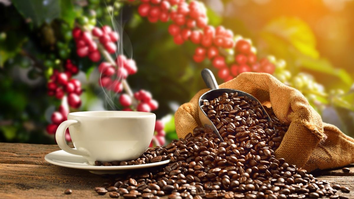 From Farm to Cup: Staying in the Heart of Coffee Country