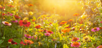 5 Plants That Prefer a Summer Break (Yes, Really)